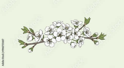 Delicate white cherry blossoms bloom on a thin branch with green leaves
