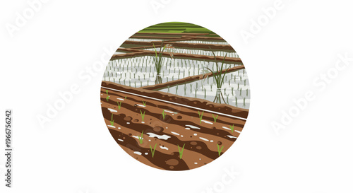 Wet rice paddies with young plants growing in flooded fields