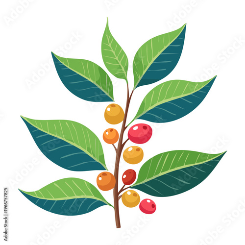 Coffee plant branch with detailed red berries and green leaves for botanical study and organic roastery marketing - Vector Illustration