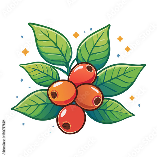 Ripening coffee cherries on a green branch for agricultural education and organic coffee farm plantation branding materials - Vector Illustration