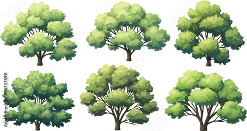 Green deciduous tree vector set, collection of 6 stylized summer trees with lush foliage, botanical garden plant illustrations for landscape design