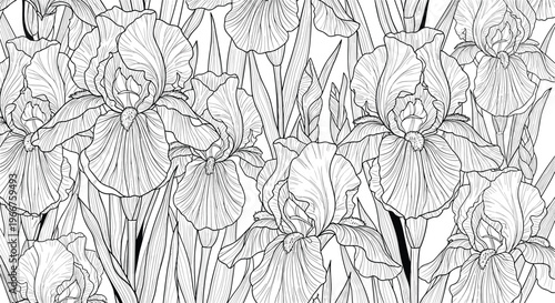 Elegant black and white line art illustration of blooming iris flowers and leaves in a dense botanical composition.
