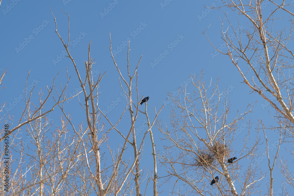 Fototapeta premium Silent vigilant observer. Quiet sentinel perched on tallest branch surveying surroundings. An isolated bird sits atop highest twig observing nearby nests with watchful calm