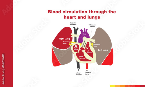 A clean and professional vector illustration of the human heart. This design combines anatomical accuracy with a modern, minimalist aesthetic, featuring the aorta, pulmonary arteries, and chamberrint