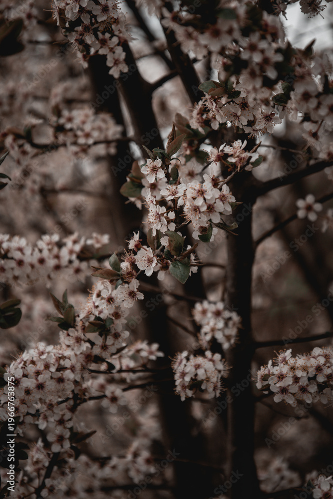 Fototapeta premium blumen kwiaty wiosna 