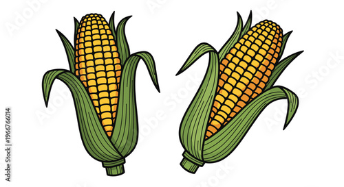 two fresh ears of yellow corn with green husks showing the kernels in a detailed colored drawing isolated on a white background.