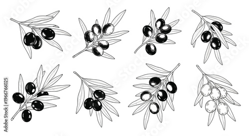 Set of eight detailed black and white sketches of olive branches with leaves and ripe olives in a vintage etching style.