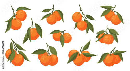 collection of fresh orange fruit clusters on green leafy branches with various arrangements of single and multiple fruits on white.