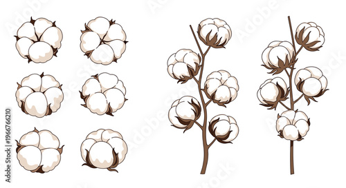 Delicate cotton plant illustrations feature soft fiber buds and individual bolls for textile and organic beauty product branding.
