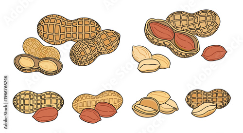 Peanut illustrations show whole shells and individual kernels in arrangements for nut snack and health food product packaging designs.