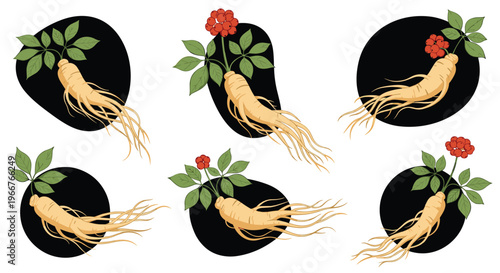 Detailed ginseng root illustrations include plants with green leaves and red berries on dark backgrounds for medicinal packaging.
