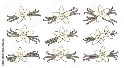 Vanilla flower and pod arrangements are illustrated in a soft color palette for flavorings, perfumes, and dessert packaging designs.