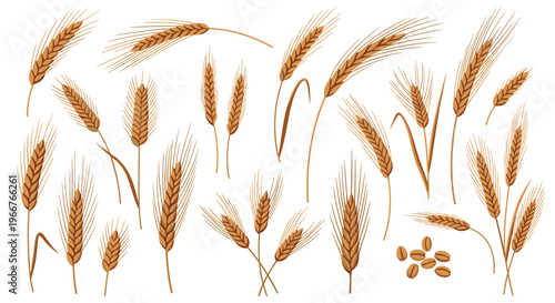 Variety of wheat ears and grain kernels are shown in stages of growth for agricultural, farming, and bakery industry illustrations.