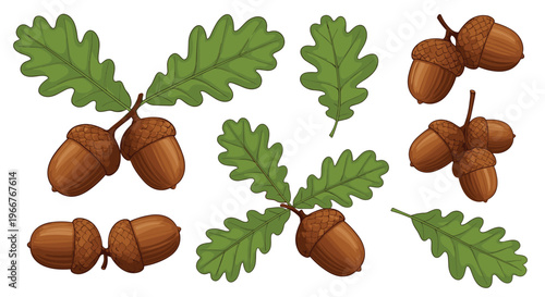 Realistic illustrations of oak tree leaves and brown acorns in various natural groupings for autumn and nature themed design projects.