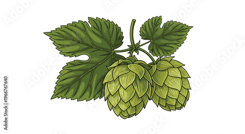 Detailed vintage style illustration of green hop cones and leaves on a branch for brewery, beer, and harvesting themed graphics.