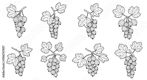 Line art illustrations of currant berry clusters with leaves for botanical study and organic fruit juice or jam product label designs.