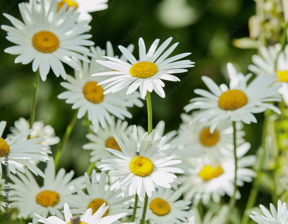 Obraz premium Field, plants and flowers in empty garden for bloom in countryside environment for botany. Eco friendly, spring and bunch of daisy floral petals for outdoor landscape in nature for growth in season.