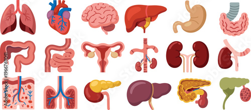 Comprehensive human organs collection including lungs heart brain liver kidneys stomach intestines reproductive and digestive system anatomy medical vector illustration isolated set