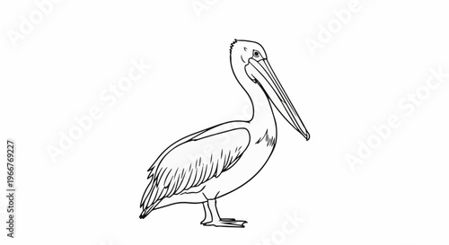 A black and white line drawing of a pelican standing on a white background