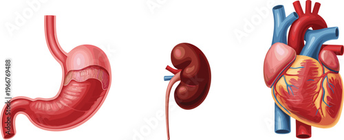 Detailed human organs illustration featuring stomach kidney and heart anatomy medical healthcare concept realistic vector isolated on white background