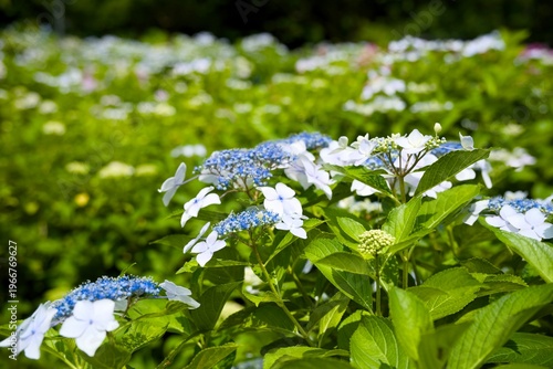 額紫陽花