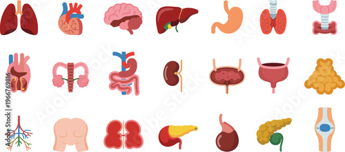 Human anatomy organs icon set including lungs heart brain liver stomach kidneys bladder pancreas reproductive and digestive systems medical vector illustration isolated collection
