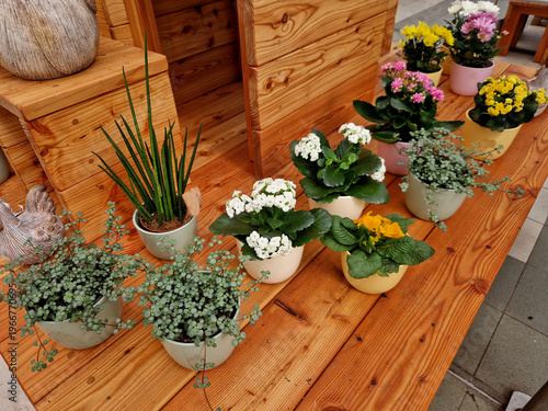 little indoor garden starting there! Based on the image, you have a variety of popular, relatively easy to care for plants