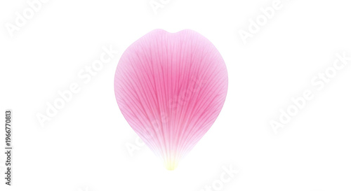 Single Pink Flower Petal with Veins on White Background