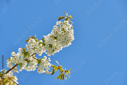 Fotografie Spring, tree and flowers on blue sky in nature for blooming season, biodiversity and ecosystem