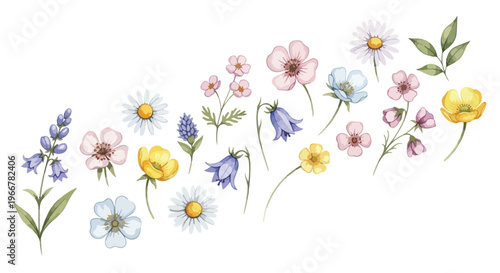 Watercolor wildflower vector set, pastel botanical floral elements on white, hand painted spring flowers for wedding invitations, greeting cards