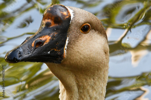 Wallpaper Mural Um lindo ganso cinzento dando a sua beleza e elegância no lago do Museu da República - Palácio do Catete - RJ Torontodigital.ca