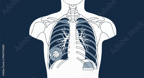Human respiratory system and rib cage, chest cavity diagram