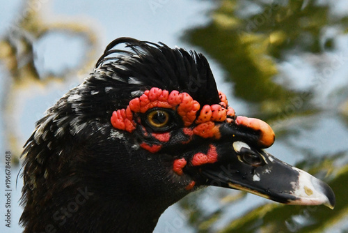 Wallpaper Mural Um belíssimo pato selvagem com a sua marca registrada das protuberâncias vermelhas no lago do Museu da República - Palácio do Catete - RJ Torontodigital.ca