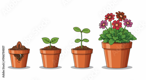 Sequence of plant growth from seed to blooming flowers in pots