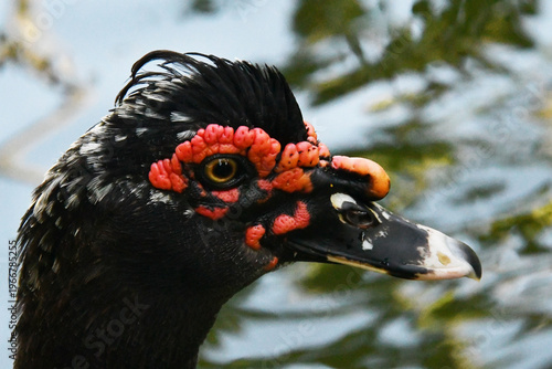 Wallpaper Mural Um belíssimo pato selvagem com a sua marca registrada das protuberâncias vermelhas no lago do Museu da República - Palácio do Catete - RJ Torontodigital.ca