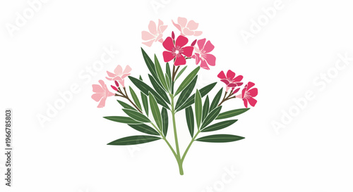Pink and red oleander flowers with green leaves on a white background
