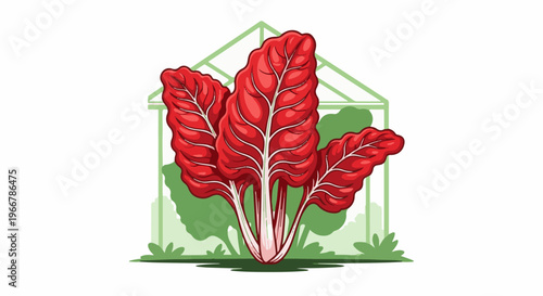 Red chard plants are growing in a greenhouse on a white background