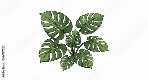 A detailed illustration of a large monstera plant with its characteristic split leaves
