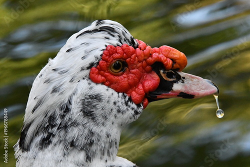 Wallpaper Mural Um belíssimo pato selvagem com a sua marca registrada das protuberâncias vermelhas no lago do Museu da República - Palácio do Catete - RJ Torontodigital.ca