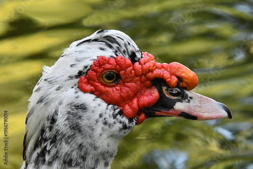 Wallpaper Mural Um belíssimo pato selvagem com a sua marca registrada das protuberâncias vermelhas no lago do Museu da República - Palácio do Catete - RJ Torontodigital.ca