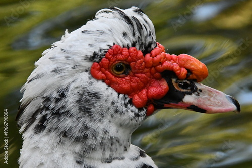 Wallpaper Mural Um belíssimo pato selvagem com a sua marca registrada das protuberâncias vermelhas no lago do Museu da República - Palácio do Catete - RJ Torontodigital.ca