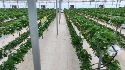 Drone View Inside Clean Hydroponic Strawberry Greenhouse – No People, High Tech Farming 4K