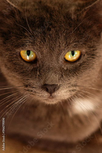 Fotografía Extreme close up gray cat eyes and facial detail