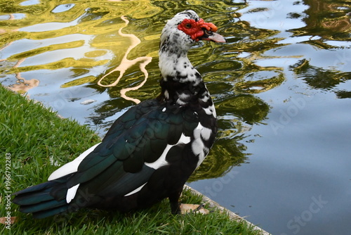 Wallpaper Mural Um belíssimo pato selvagem com a sua marca registrada das protuberâncias vermelhas no lago do Museu da República - Palácio do Catete - RJ Torontodigital.ca