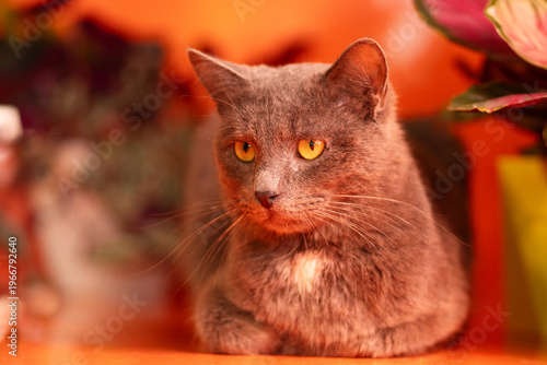Gray domestic cat looking sideways while resting