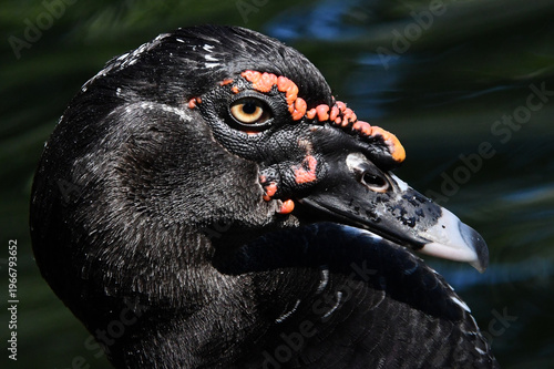 Wallpaper Mural Um belíssimo pato selvagem com a sua marca registrada das protuberâncias vermelhas no lago do Museu da República - Palácio do Catete - RJ Torontodigital.ca