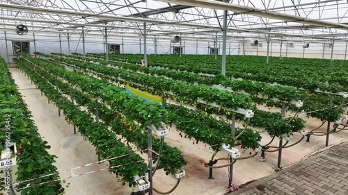 Drone View Inside Clean Hydroponic Strawberry Greenhouse – No People, High Tech Farming 4K