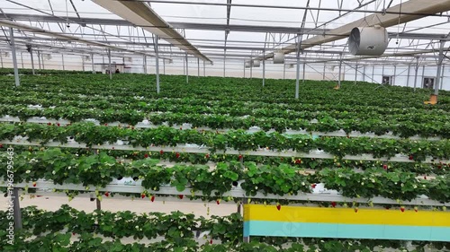Drone View Inside Clean Hydroponic Strawberry Greenhouse – No People, High Tech Farming 4K