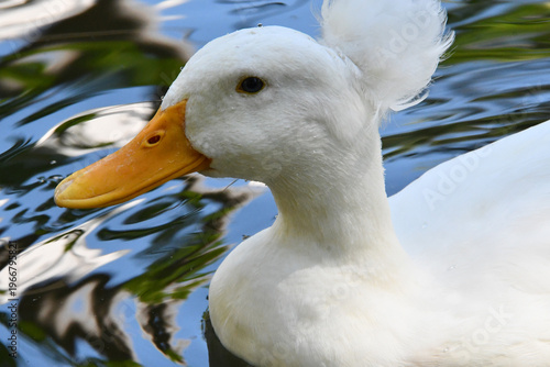 Wallpaper Mural Belíssima marreca pompom no lago do Museu da República - Palácio do Catete - RJ Torontodigital.ca