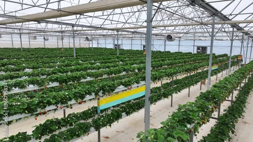 Drone View Inside Clean Hydroponic Strawberry Greenhouse – No People, High Tech Farming 4K